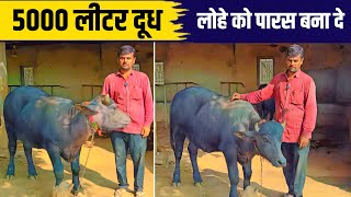 Pure Banni Bull in Banaskantha 🥇🔥👌 [upl. by Naujud]