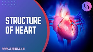 CIRCULATORY SYSTEM  STRUCTURE OF HEART  HUMAN HEART [upl. by Iggy567]