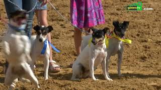 El Concurso Morfológico del Perro Bodeguero Andaluz el domingo 9 de octubre dentro de La Pará [upl. by Wetzell88]