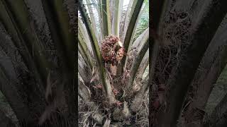 Manen part3 shortvideo part3 sawit petanimuda agriculturepalmoil nature [upl. by Shirlee956]