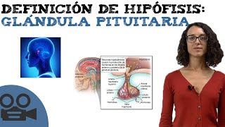 Definición de hipófisis glándula pituitaria [upl. by Margreta155]