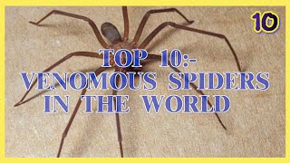 Top 10 Venomous Spiders in the World [upl. by Marl]