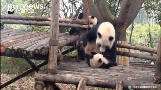 Clumsy giant panda mum drops cub in China [upl. by Anipsed]