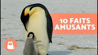 10 CURIOSITÉS sur les MANCHOTS qui vont vous surprendre 🐧 [upl. by Featherstone]