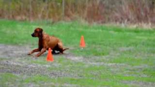 Rhodesian Ridgeback Obedience [upl. by Suilenroc]