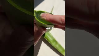 Aloe Vera for Healthy shiny Hair 🌱 beautyhacks101 glowup [upl. by Aiehtela]