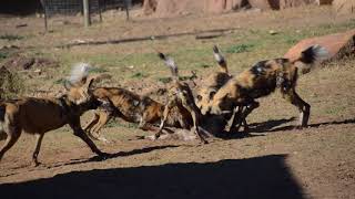 Wild Dogs at Dubbo Zoo [upl. by Aliuqehs]