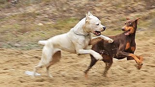 DOBERMANN VS DOGO ARGENTINO  QUEM VENCE [upl. by Sherborn]