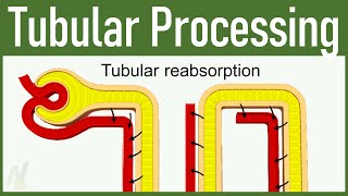 10 Tubular Processing  Tubuloglomerular Feedback amp Glomerulotubular Balance [upl. by Forsyth]