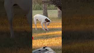 Tripawd three legged dog PIB Playing with a frisbee by himself 🥹🥰 cutedog tripawd [upl. by Fafa]