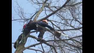 Ace Tree Service LLC Professional Tree Cutting and Trimming Company [upl. by Peisch]