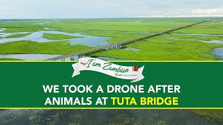 Drone Chases After Wild Life at the 35 km TUTA BRIDGE  Luapula Province Zambia [upl. by Hajidak]