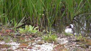 Goose Lake Prairie birds [upl. by Jess771]