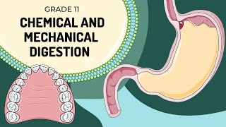 MECHANICAL AND CHEMICAL DIGESTION  Easy to understand processes and enzyme actions [upl. by Goar]