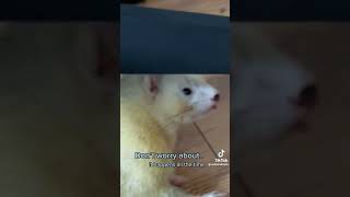 Ferret Tiktok competition not my tiktoks 18 [upl. by Veronika372]