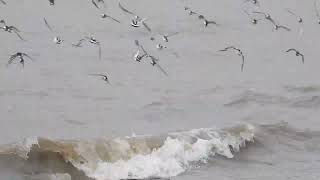 Birds of the Severn estuary [upl. by Judon]