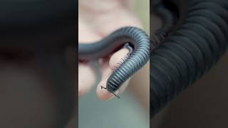 Minnesota Zoo Keeper Chat with Naturalist Donnie and a Giant African Millipede [upl. by Cowan842]