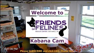 Friends of Felines Rescue Center Kabana Cam [upl. by Karole269]