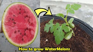 How to grow Watermelon in Pot [upl. by Panaggio]