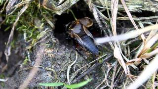 Feldgrille Gryllus campestris calling song [upl. by Malchus]