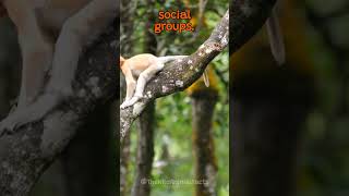 The Unique Characteristics of The Proboscis Monkey  The Wild Animal Facts [upl. by Marcin]