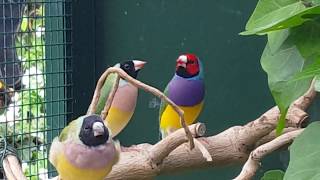 Gouldian Finches in aviary outside Gouldamadines in buiten voliere [upl. by Eciuqram]