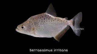 Serrasalmus irritans  Iridescent Pirambeba Venezuela [upl. by Enelrad]