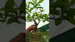 হিজল বনসাই shorth hijol plant [upl. by Krystle772]