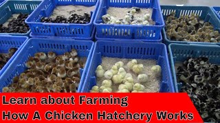 Tour How a Hatchery Works [upl. by Eibrik]