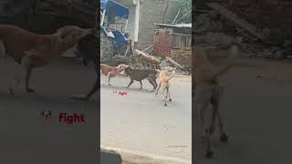 Dog fight forfighting youtubeshorts shorts funny comedy [upl. by Iphagenia]