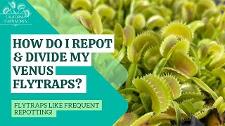 How Do I Repot amp Divide Venus Flytraps [upl. by Oniskey869]