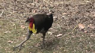 Australian Brushturkey 24 [upl. by Adnahsar]