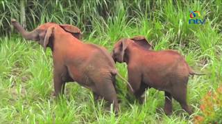 Elephants from Aberdares forest raid forests in Kanyenyaini village [upl. by Ching]