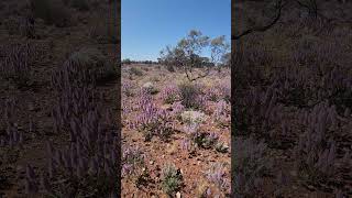 Lookin for gold amongst the wildflower gold gpz7000 western australia kalgoorlie wildflowers [upl. by Hunley]