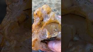 Beautifully Ugly Agate 💥shorts short rockhounding rockhound agate nature oregon [upl. by Dowzall]