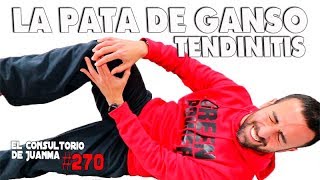 TENDINITIS DE LA PATA DE GANSO Consultorio 270 🦆 [upl. by Elburr408]