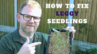 What to do with Leggy Seedlings  Transplanting Leggy Plants  Fix Leggy Seedings  Gardening Tips [upl. by Abrahams886]