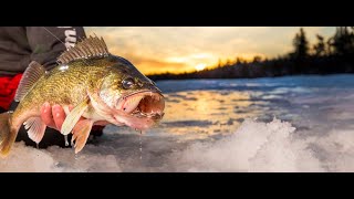 Walleye Slam 2021 Drag Ripping Hook Up [upl. by Herwig]