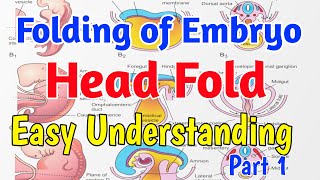 Head fold of Embryo easiest Understanding  Folding of Embryo part 1 [upl. by Ruder]