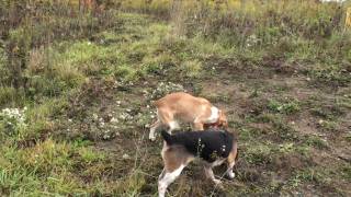 Imperial Beagle Club Gun Dog Brace Trial Oct 10th 2009 [upl. by Burty344]