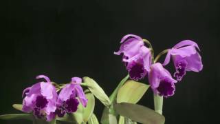 orchids A MOMENT Cattleya jenmanii [upl. by Lamhaj]