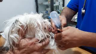 غسيل معده لحالة تسمم Gastric lavage in dog [upl. by Labina]