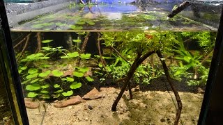 Otocinclus vittatus Breeding Project  Part 1 The Aquarium [upl. by Casia]