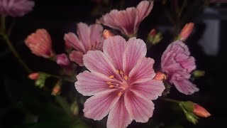 How to grow Lewisia  Bitterroot Lewisia cotyledon [upl. by Macmullin]