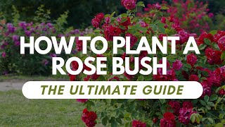 How To Plant a Rose Bush The Ultimate Guide [upl. by Banwell]