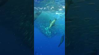 Sardine run season is here 🐟 diving baja bajacalifornia ocean underwater mexico [upl. by Acireed]