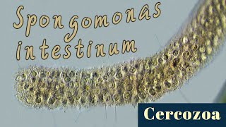 Colonial flagellates Spongomonas intestinum Cercozoa [upl. by Mario]