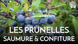 Prunelles du prunellier ou épine noire umeboshi [upl. by Adnwahsar429]