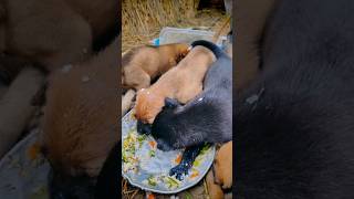 My puppy eat food yummy doglover puppie animals viralvideo viralshorts video tranding [upl. by Llerrod910]