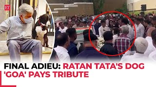 Ratan Tata cremated with full state honours Tatas dog Goa pays tribute to veteran industrialist [upl. by Aggie]